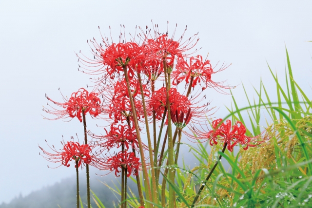 花の会福岡第13回写真展