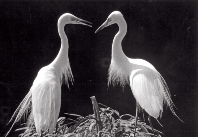 91才ものくろ写真回顧展