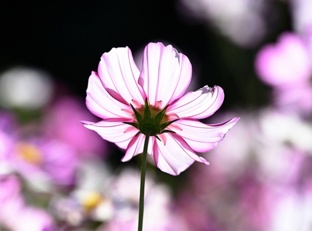 一人一花の心　椎原一久写真展