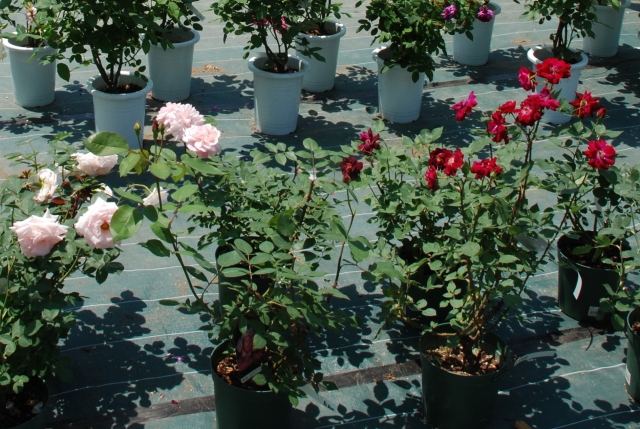 出張！バラ苗販売会