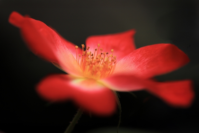 第18回花の会福岡写真展　