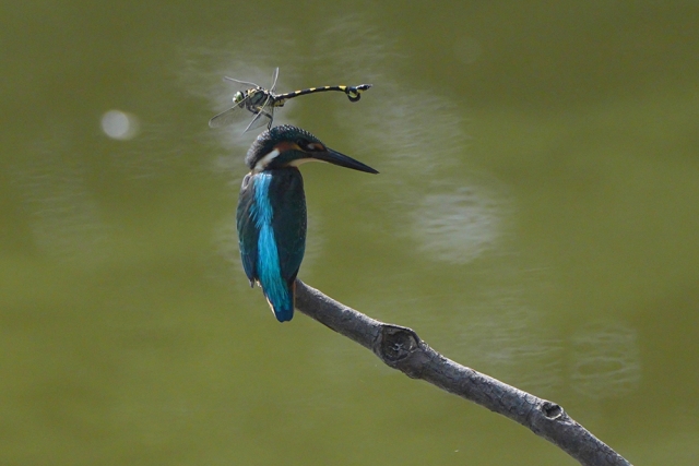 西村一利写真展〜車椅子から一瞬を撮るカワセミの美しさと魅力！〜　　