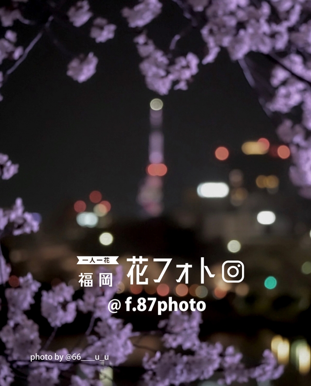 一人一花福岡花フォト Archive2025-2026 FUKUOKA花のある風景展