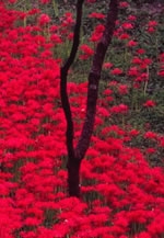 岡康和写真展花風景四季おりおりII