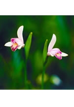 写真展「樫原湿原四季の花」