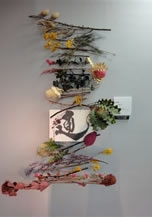 オーストラリアの花あそび展