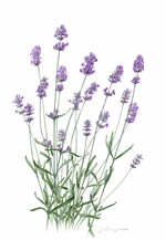 ふくおか植物画会　第10回ボタニカルアート展「HERB（ハーブ）」