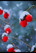 採光会（さいこうかい）写真展