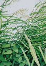 自然賛美・絵画展