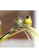 野鳥写真展