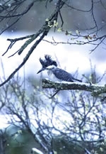 WebringPhoto～四季の野鳥たち～