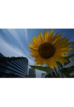 第15回花と緑のまちかど写真コンテスト入賞作品展