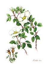 第19回福岡市植物園植物画コンクール入賞作品展