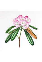 ふくおか植物画会第12回ボタニカルアート展「花がおしえてくれたこと」