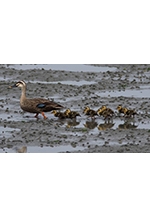 西区ふるさと自然物語展