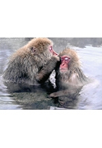 筑紫野の風作品展