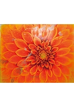 彩女（あやめ）ふたり展