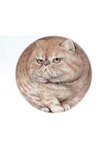 谷口富絵画教室色えんぴつとパステル画作品展