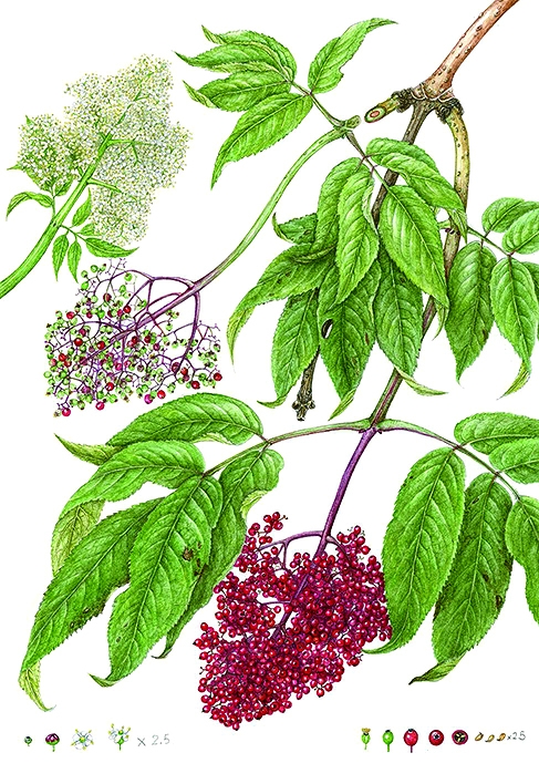 第22回福岡市植物園植物画コンクール入賞作品展