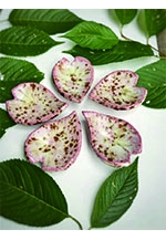 那珂川町の魅力PR展　関連イベント陶芸体験「桜の豆皿を創ろう」