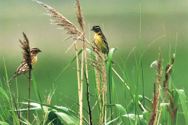 第9回写楽の会「写真展」
