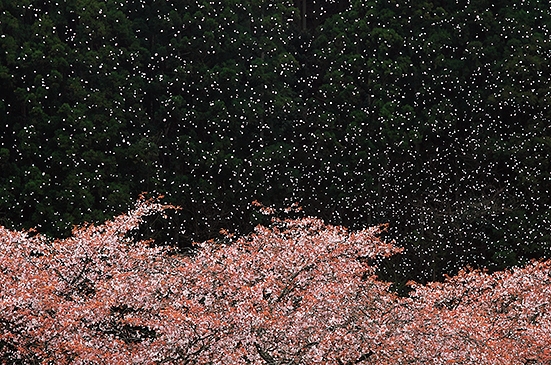 野村芳宏写真展「英彦山の自然と野鳥」