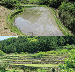 求菩提の農村景観